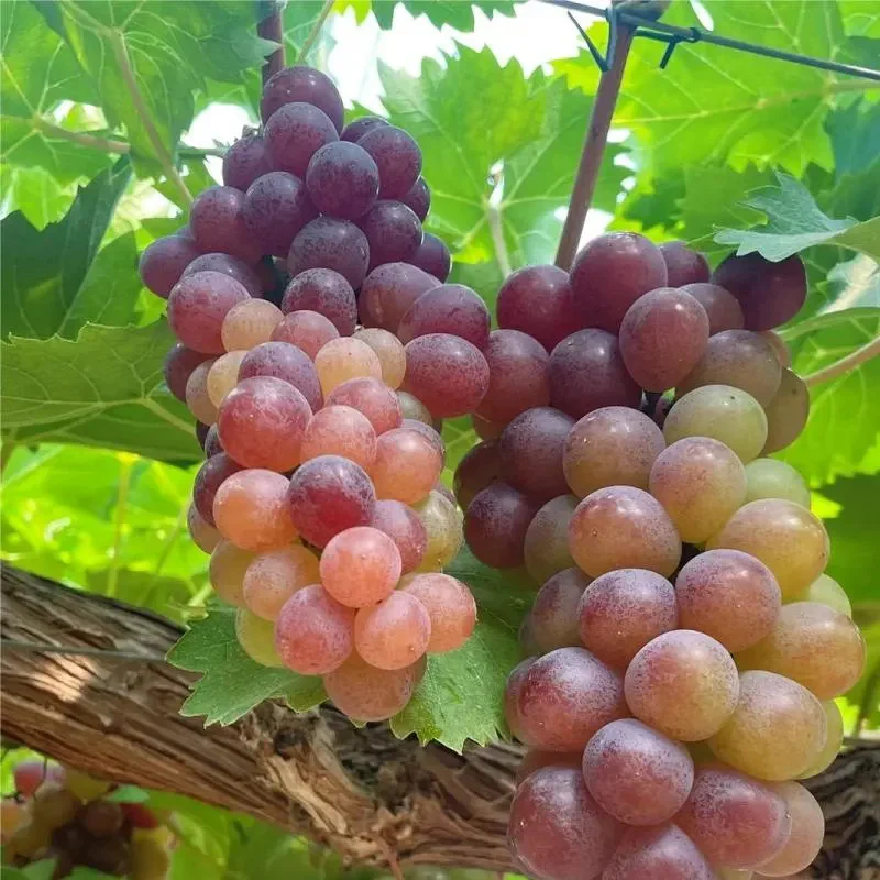 Midknight Beauty Grapes Seeds - Giant Rose (Rose scented) - Image 2