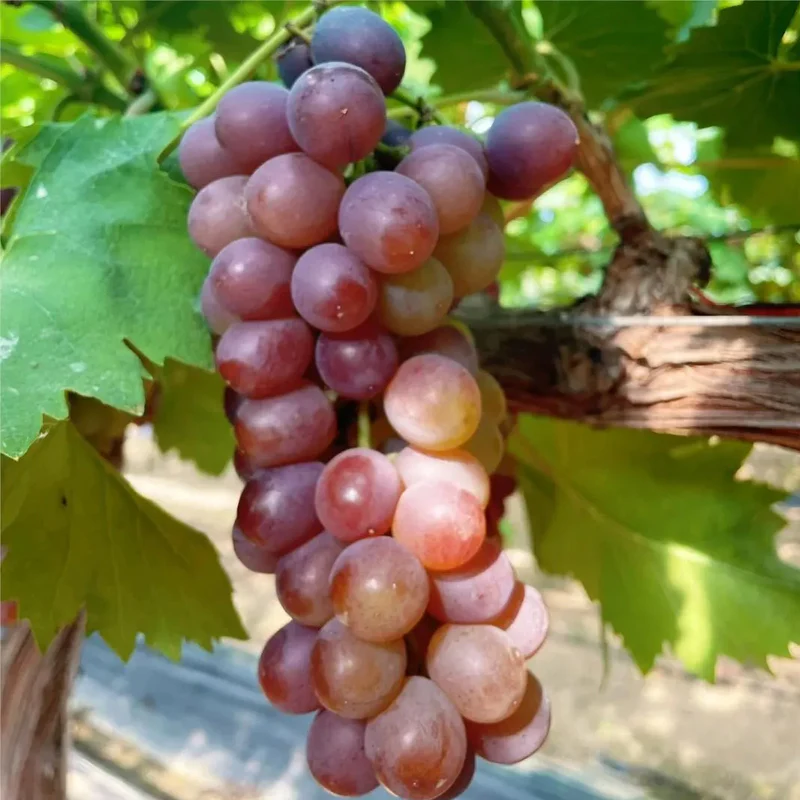 Midknight Beauty Grapes Seeds - Giant Rose (Rose scented) - Image 6