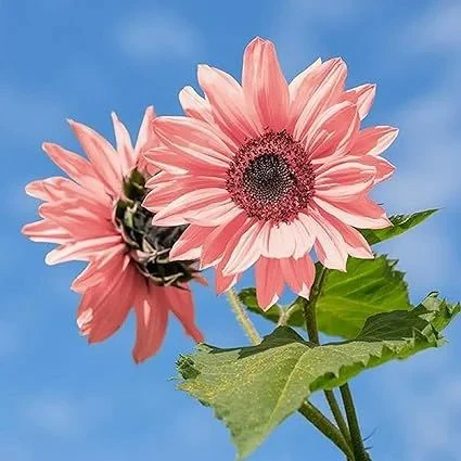 Midnight Oil Pink Sunflowers Seeds - Image 2