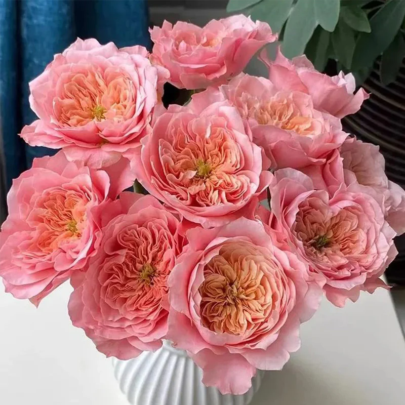 Mikoto Rose Seeds - Image 4