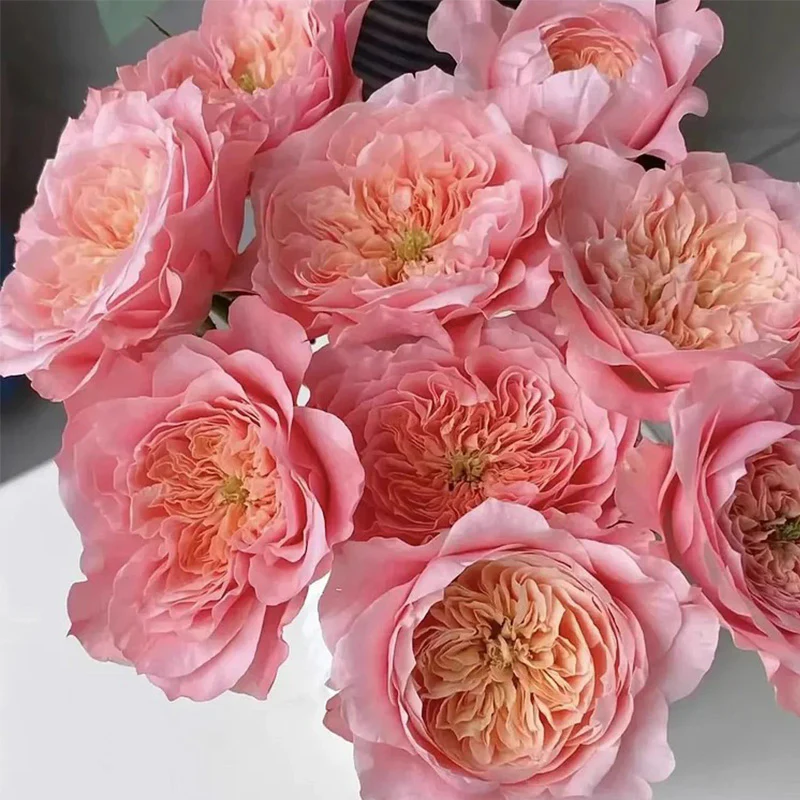 Mikoto Rose Seeds - Image 5