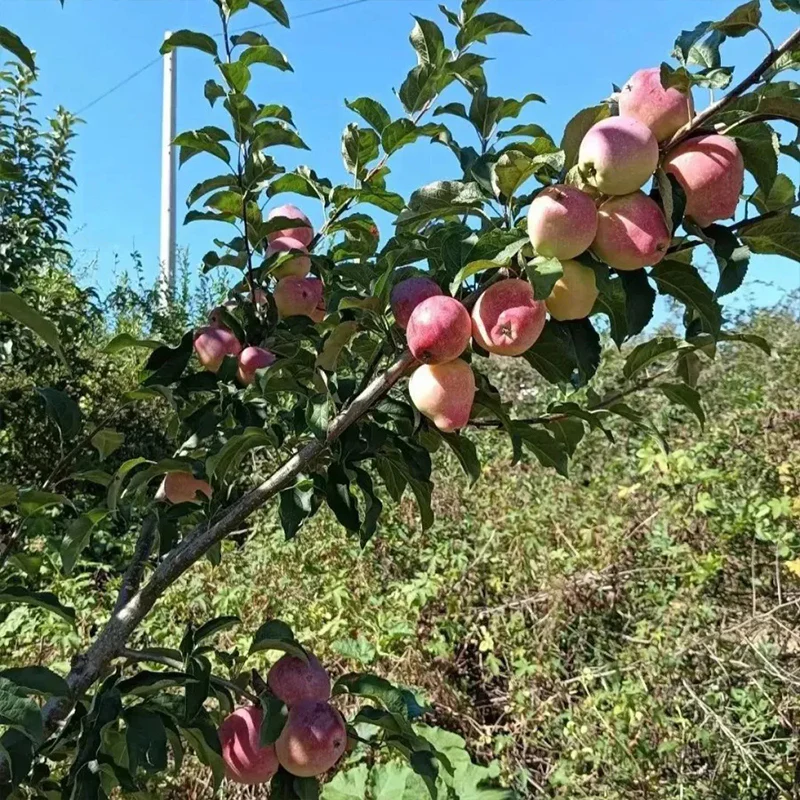 Milk Fruit Seeds-Star Apple-Chrysophyllum Cainito - Image 11