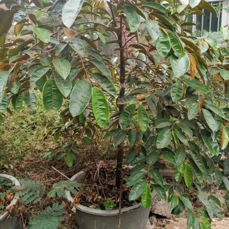 Milk Fruit Seeds-Star Apple-Chrysophyllum Cainito - Image 12