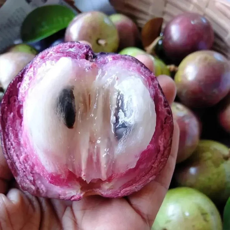 Milk Fruit Seeds-Star Apple-Chrysophyllum Cainito - Image 13