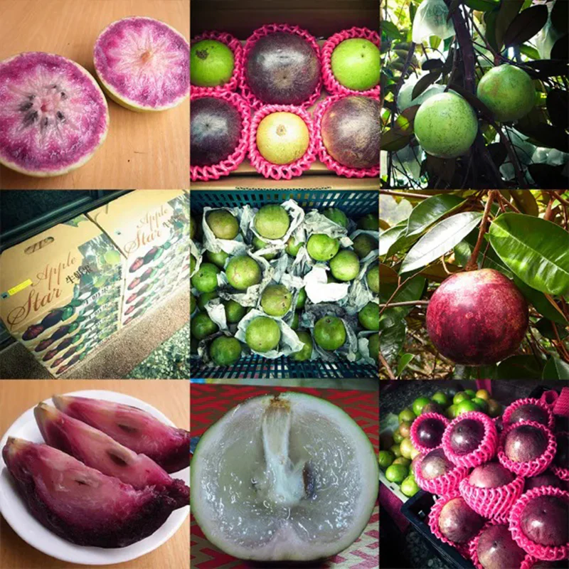 Milk Fruit Seeds-Star Apple-Chrysophyllum Cainito - Image 5