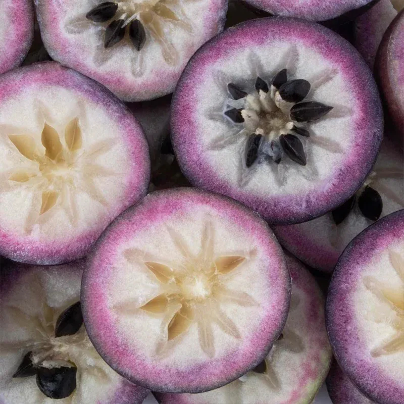 Milk Fruit Seeds-Star Apple-Chrysophyllum Cainito - Image 8