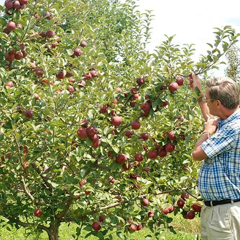 Miniature Apple Tree Seed High Yield Flourishing Perfect for Containers - Image 5
