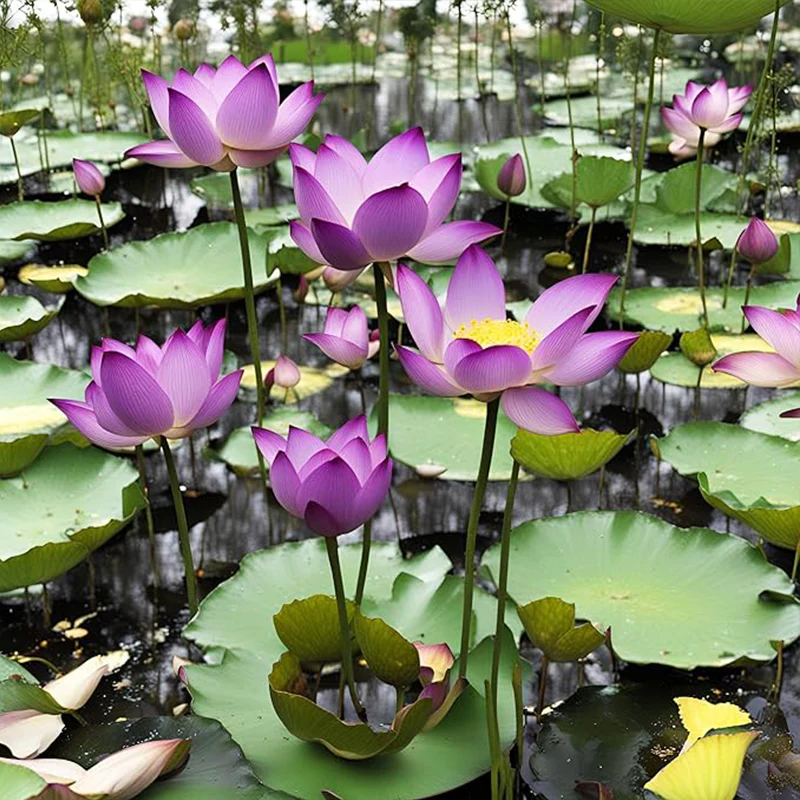 Miniature Water Lily Seeds - Image 5