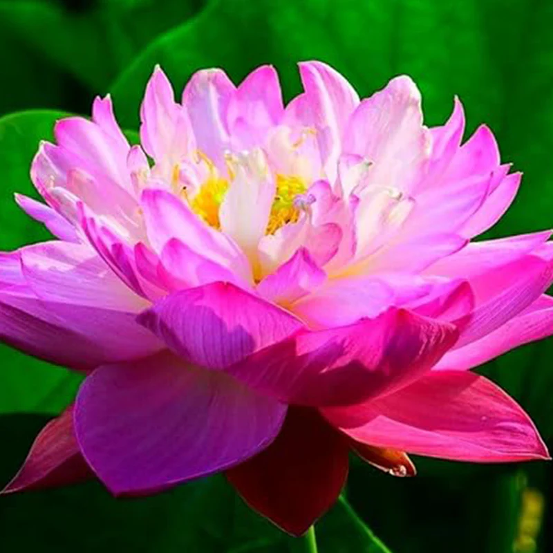 Miniature Water Lily Seeds - Image 6