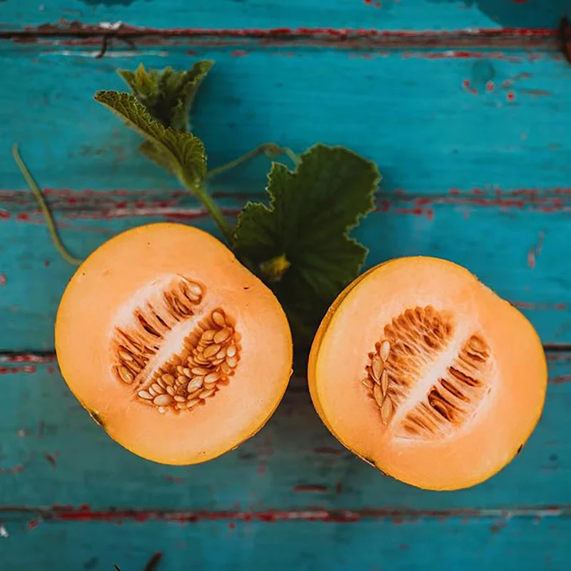 Minnesota Midget Muskmelon Great for Containers Sweet Easy to Grow