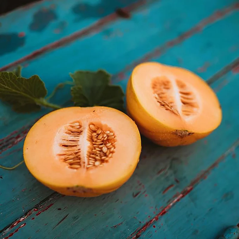 Minnesota Midget Muskmelon Great for Containers Sweet Easy to Grow - Image 2