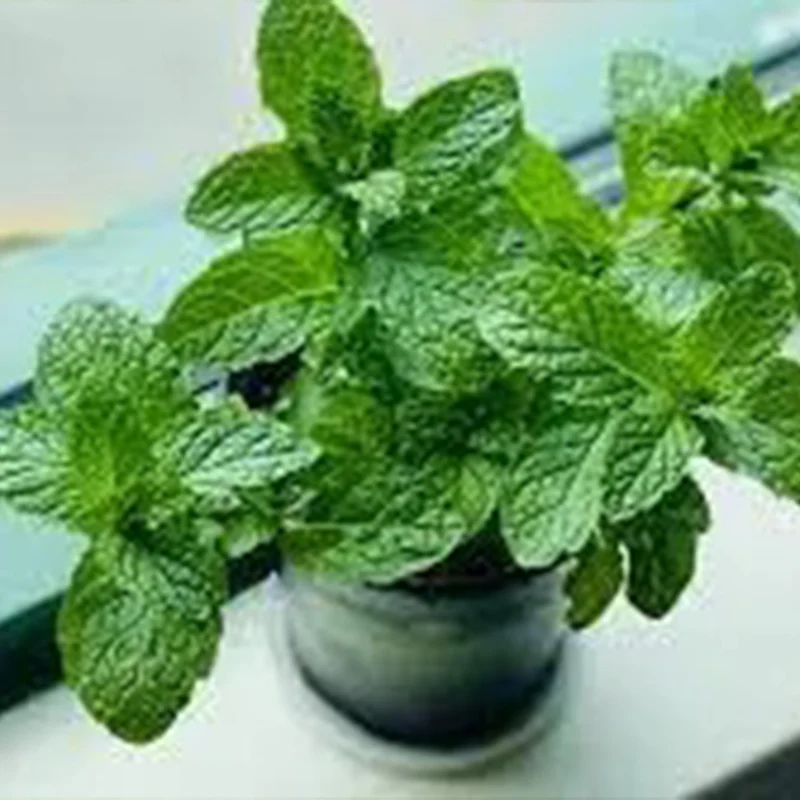 Mint Seeds - Image 3