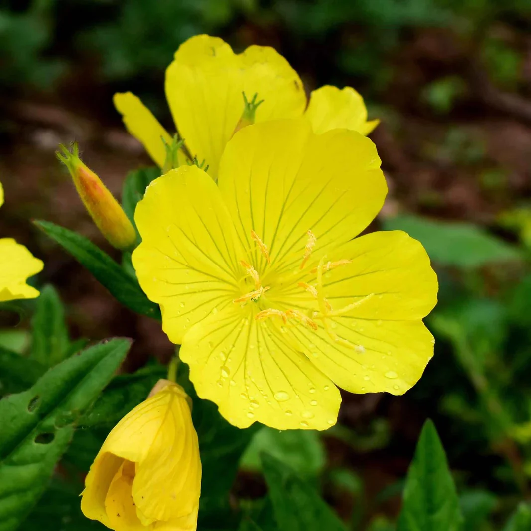 Missouri Primrose Seeds(Dwarf) - Image 2