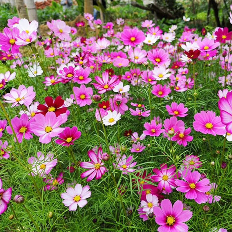 Mix Cosmos Seeds for Planting Heirloom Wildflower (Cosmos Bipinnatus) Attract Bees Butterflies Monarchs Open Pollinated - Image 4