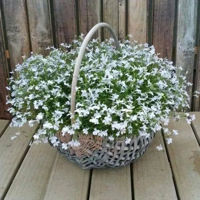 Mix Creeping Thyme Seeds for Planting Ground Cover Plants Easy to Plant and Grow - Image 5