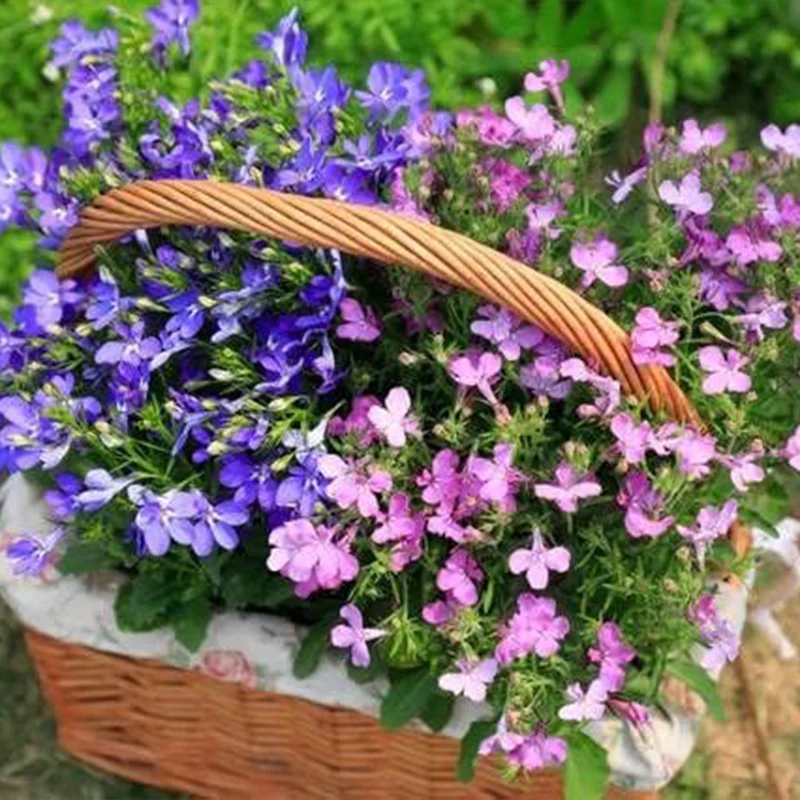 Mix Creeping Thyme Seeds for Planting Ground Cover Plants Easy to Plant and Grow - Image 6