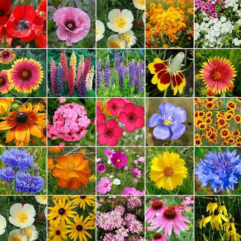 Mix Midwest Wildflower Seed