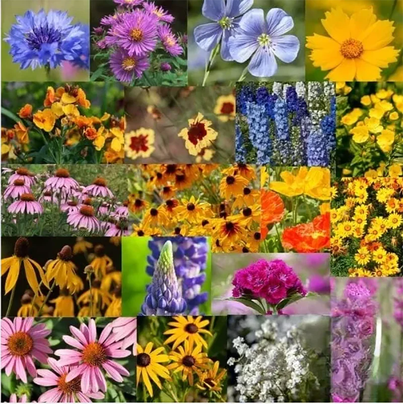 Mix Midwest Wildflower Seed - Image 2