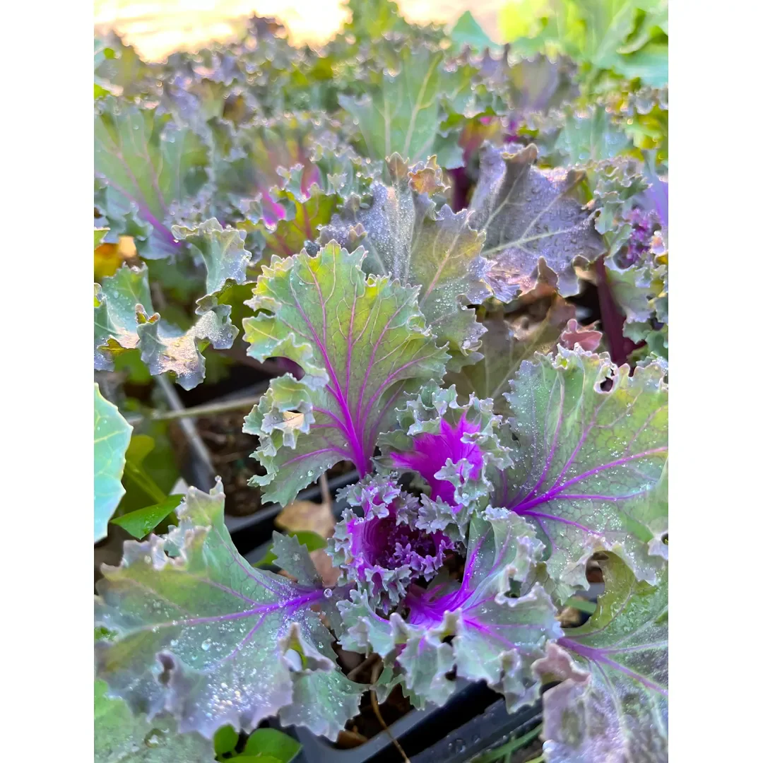 Mix Ornamental Kale Seeds - Image 4