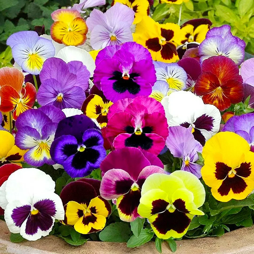 Mix Pansy Seeds - Image 4