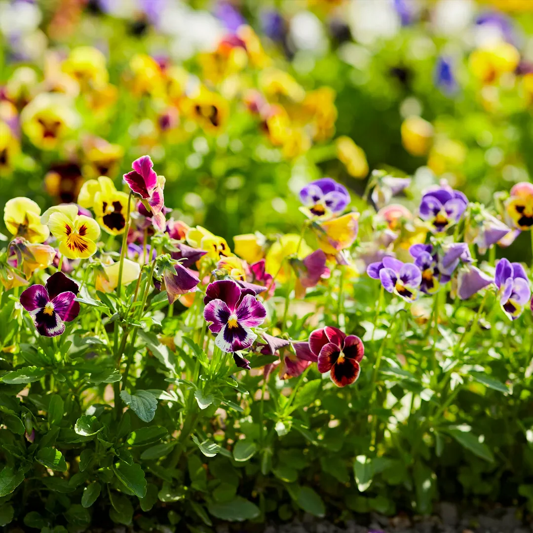 Mix Pansy Seeds - Image 5