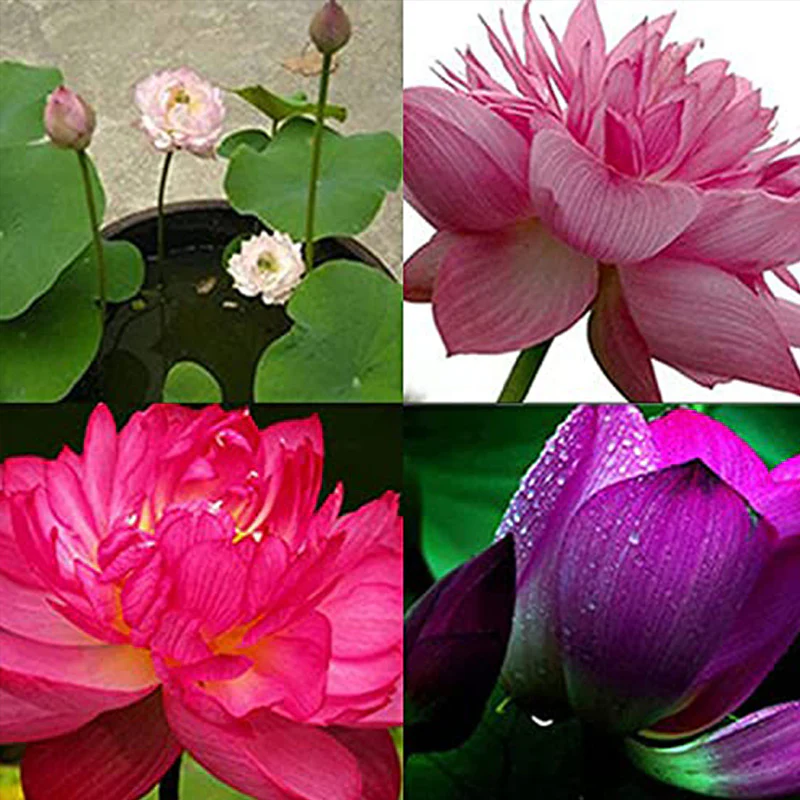 Mixed Bonsai Lotus Seeds - Image 2