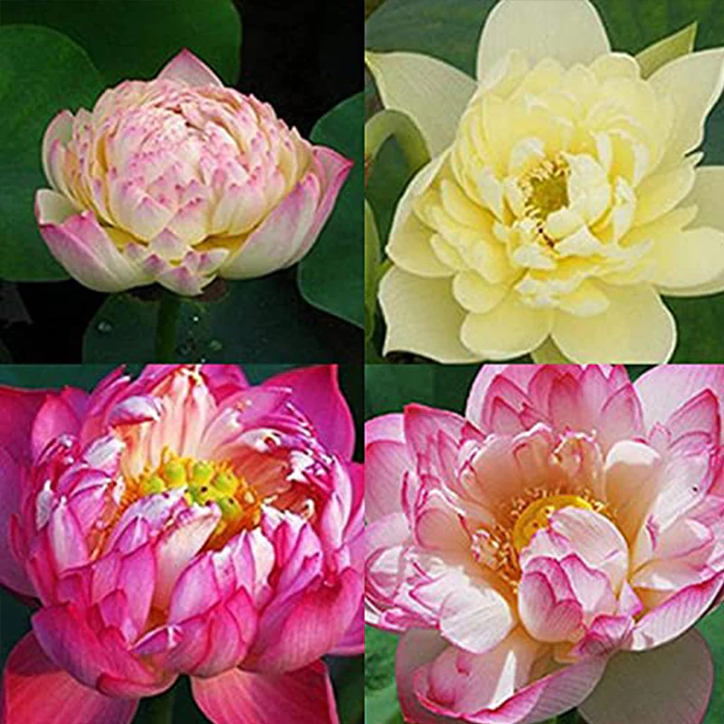 Mixed Bonsai Lotus Seeds - Image 3
