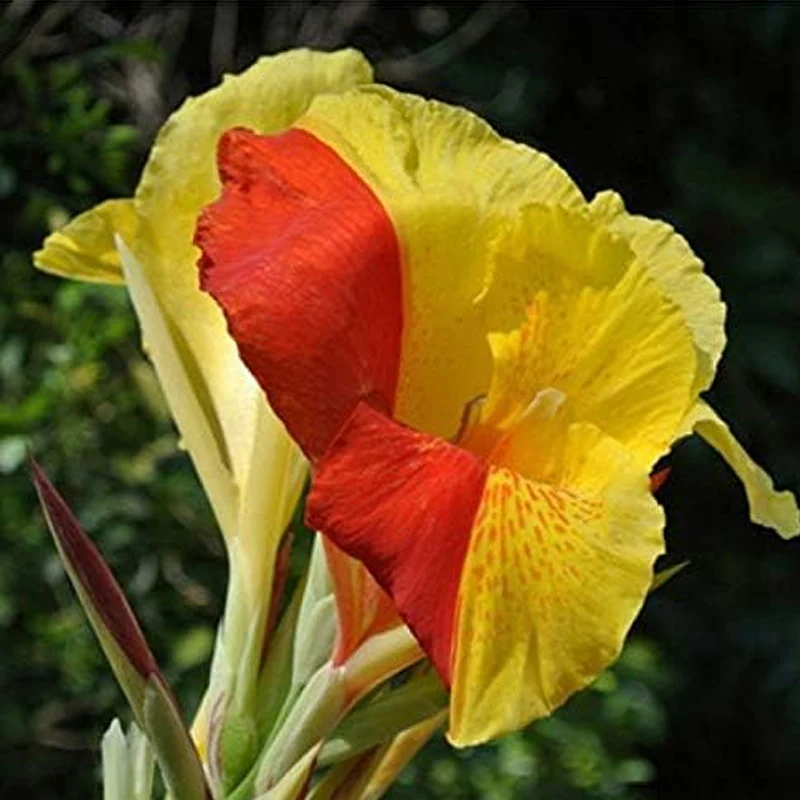 Mixed Canna Lily Flower Seeds Perennial Beautiful Bonsai Plant Home Garden Decor - Image 6