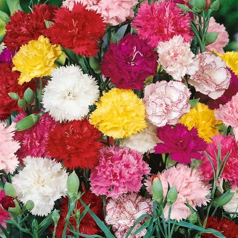 Mixed Carnation Flower Seeds - AKA. Dianthus Caryophyllus Chabaud Mix for Planting Perennial