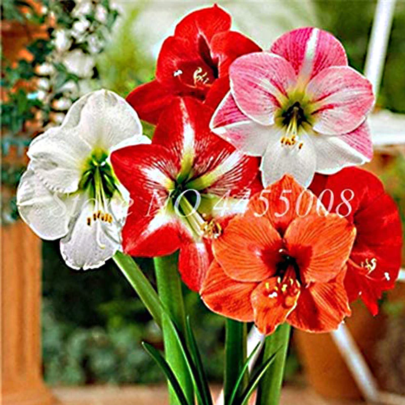 Mixed Color Amaryllis Flower Seeds - Image 2