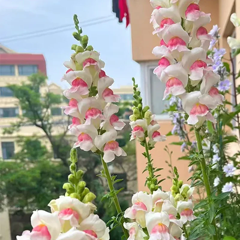 Mixed Color Cut Snapdragon flower Seeds - Image 11