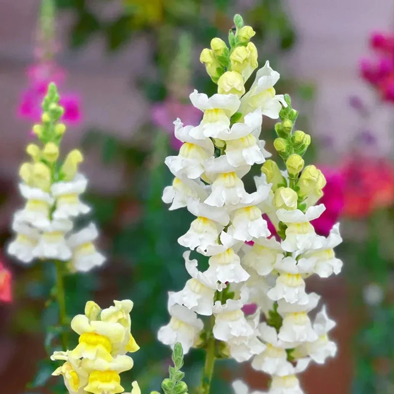 Mixed Color Cut Snapdragon flower Seeds - Image 12