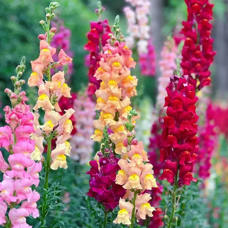 Mixed Color Cut Snapdragon flower Seeds - Image 3