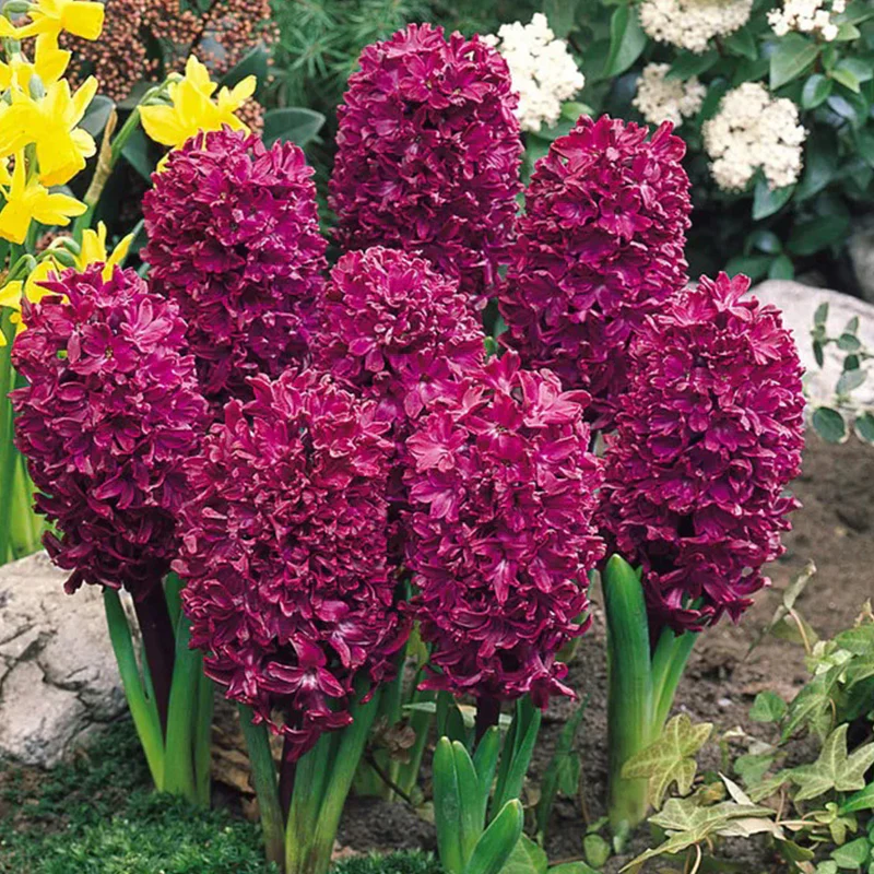 Mixed Color Hyacinth Seeds - Image 2