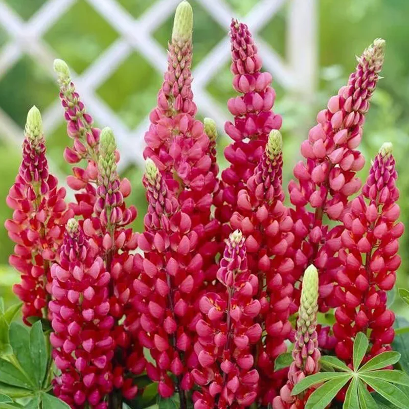 Mixed color Lupine Seeds - Image 5