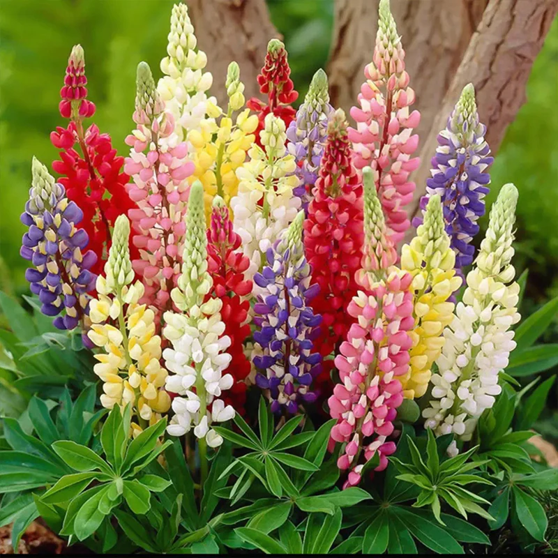 Mixed color Lupine Seeds - Image 8