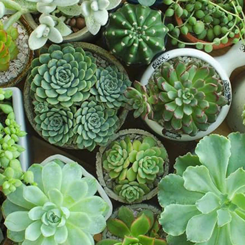 Mixed Color Rare Succulents Seeds Garden and Home Bonsai Flower Plant - Image 3