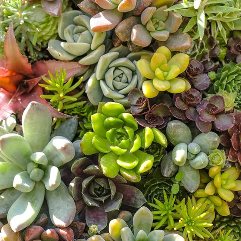Mixed Color Rare Succulents Seeds Garden and Home Bonsai Flower Plant - Image 4