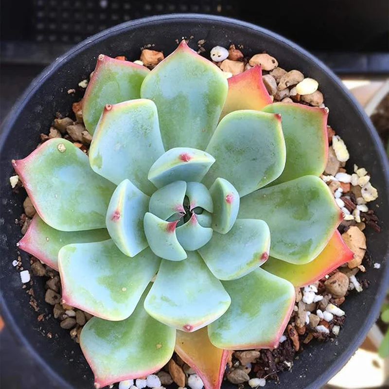 Mixed Color Rare Succulents Seeds Garden and Home Bonsai Flower Plant - Image 5