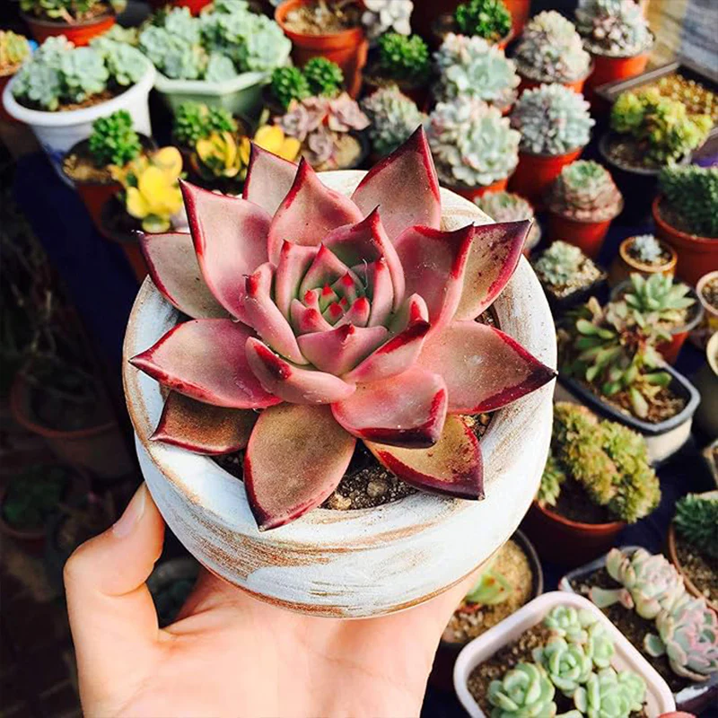 Mixed Color Rare Succulents Seeds Garden and Home Bonsai Flower Plant - Image 6