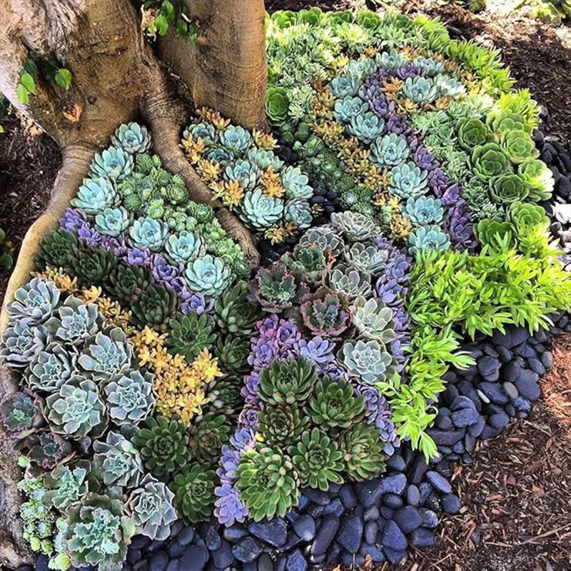 Mixed Color Rare Succulents Seeds Garden and Home Bonsai Flower Plant - Image 7