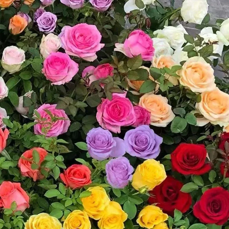 Mixed Color Rose Combination Seeds - Image 4