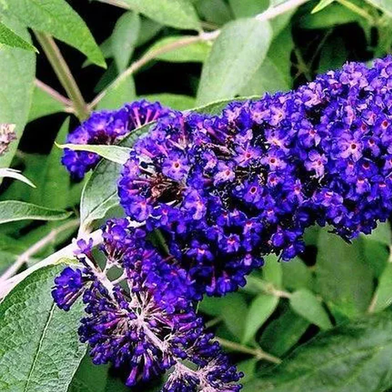 Mixed Colors Butterfly bush Buddleia Davidii Flower Shrub Seeds - Image 4