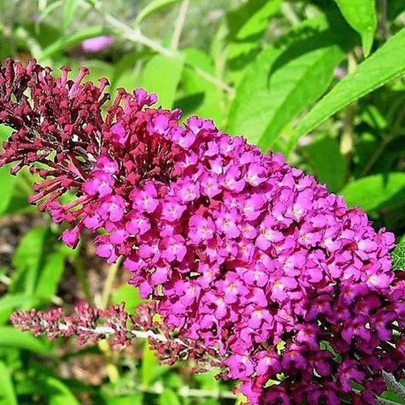 Mixed Colors Butterfly bush Buddleia Davidii Flower Shrub Seeds - Image 5
