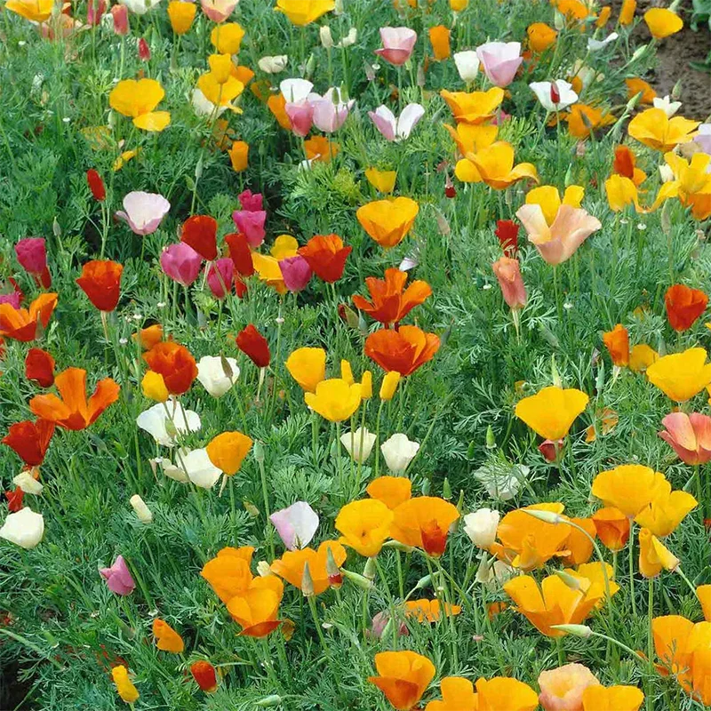 Mixed Colors California Poppy Seeds - Image 3