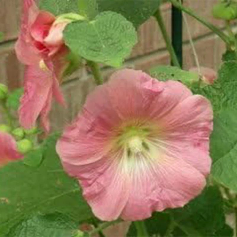 Mixed Colors Hollyhock Country Romance Mix Alcea Rosea Flower Seeds - Image 3