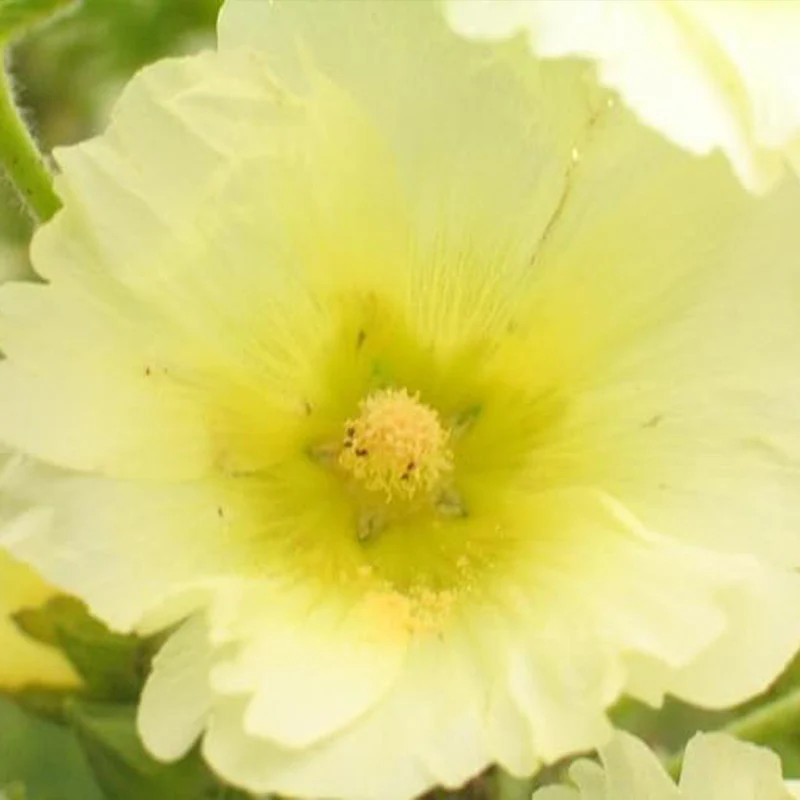 Mixed Colors Hollyhock Country Romance Mix Alcea Rosea Flower Seeds - Image 4