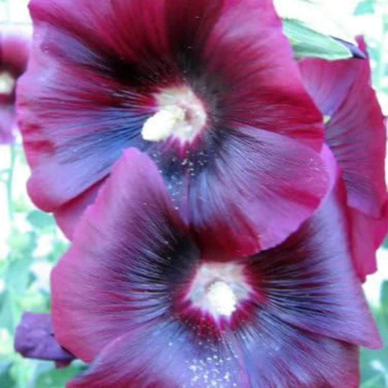 Mixed Colors Hollyhock Country Romance Mix Alcea Rosea Flower Seeds - Image 5
