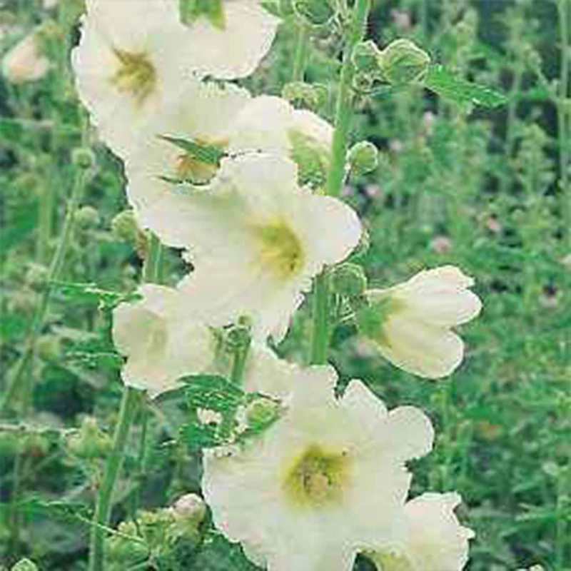 Mixed Colors Hollyhock Country Romance Mix Alcea Rosea Flower Seeds - Image 6