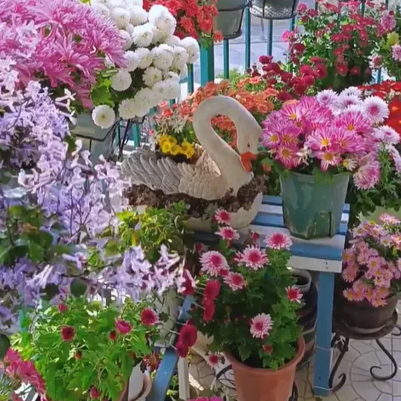 Mixed Colors Pyrethrum Flower Seeds - Image 3